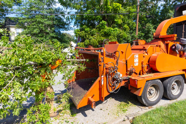 Professional Tree Service in Prescott, AR